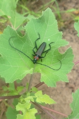 Aromia moschata ambrosiaca