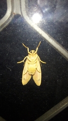 Barsine striata
