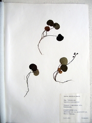 Pyrola renifolia