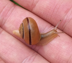 Cepaea nemoralis