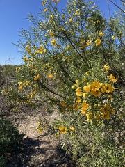 Senna glutinosa