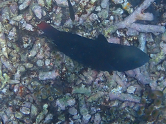 Chlorurus japanensis