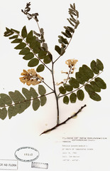 Robinia viscosa