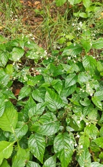 Circaea lutetiana