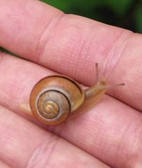 Cepaea nemoralis