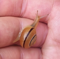 Cepaea nemoralis