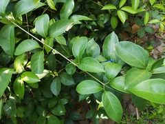 Mansoa alliacea