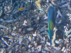 Chlorurus japanensis