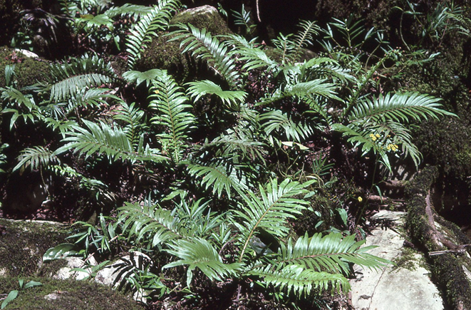 Sphaerostephanos hastatopinnatus