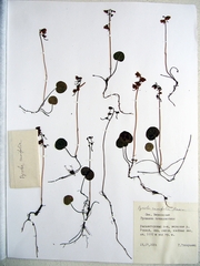 Pyrola renifolia
