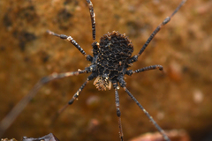 Dendrolasma mirabile