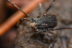 Dendrolasma mirabile