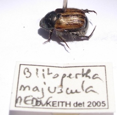 Blitopertha