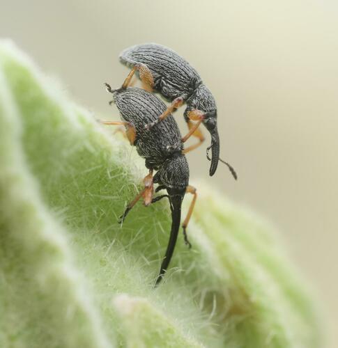 Hollyhock Weevil, photo 6 of 10