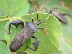 Anoplocnemis madagascariensis