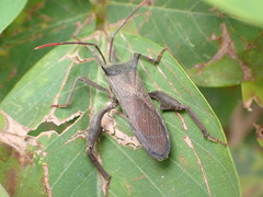 Anoplocnemis madagascariensis