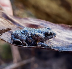Uperoleia laevigata