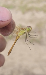 Sympetrum meridionale