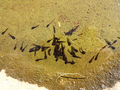 Bufotes viridis viridis