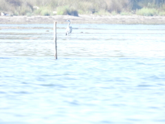 Ardea cinerea