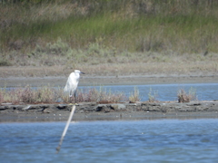 Egretta garzetta