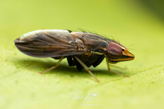 Cephaloconus tenebrosus