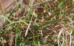 Hypsicorypha gracilis