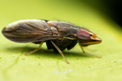 Cephaloconus tenebrosus