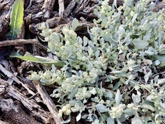Atriplex lindleyi