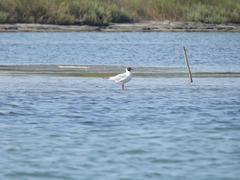 Chroicocephalus ridibundus