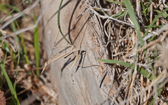 Hypsicorypha gracilis