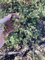 Pimelea microcephala