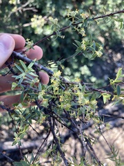 Pimelea microcephala