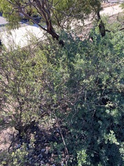 Pimelea microcephala