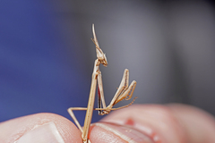 Hypsicorypha gracilis
