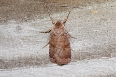 Cryptocala acadiensis