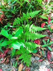 Macrothelypteris