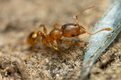 Pheidole rugosula