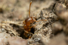 Pheidole rugosula