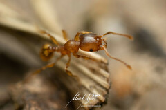 Pheidole rugosula