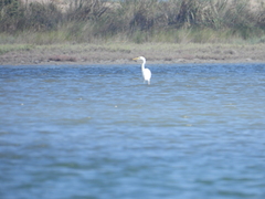 Ardea alba