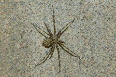 Ovtsharenkoia pallida