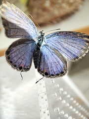 Luthrodes pandava