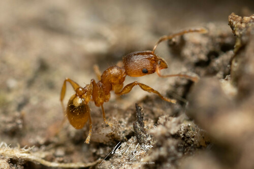Pheidole rugosulaPheidole rugosula