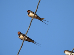 Hirundo rustica