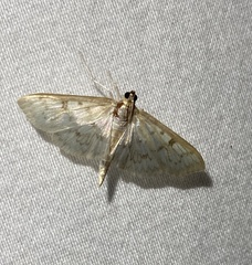 Ostrinia obumbratalis