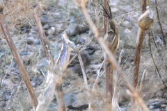 Emberiza stewarti