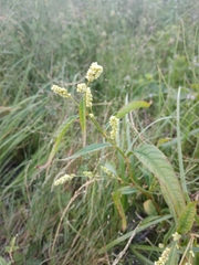 Persicaria tomentosa