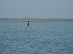 Microcarbo pygmaeus