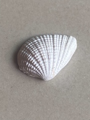 Anomalodiscus squamosus